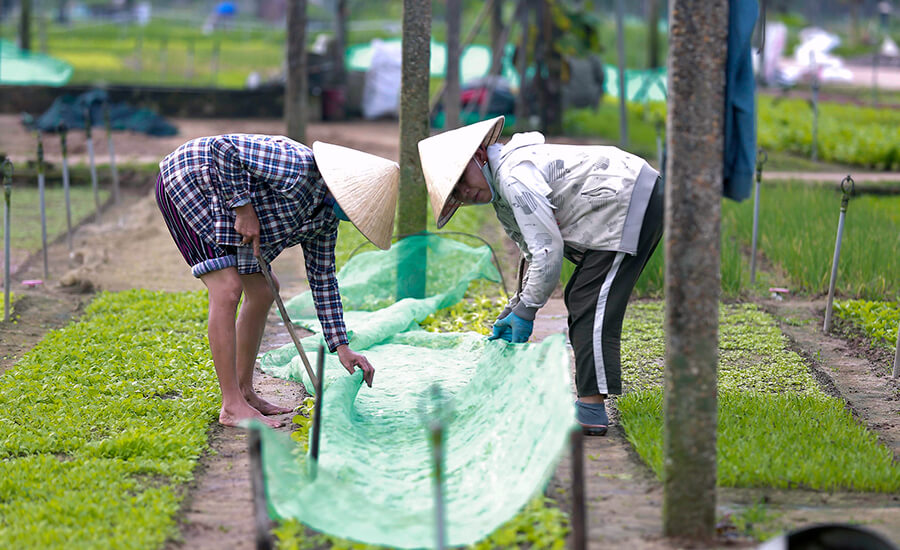 Tra Que Vegetable Village