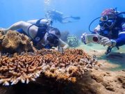 diving in Cham islet