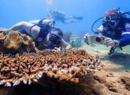 diving in Cham islet