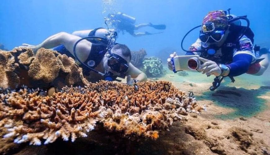 diving in Cham islet