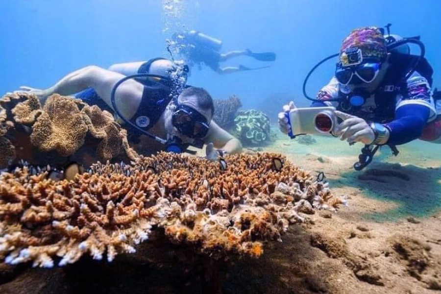 diving in Cham islet