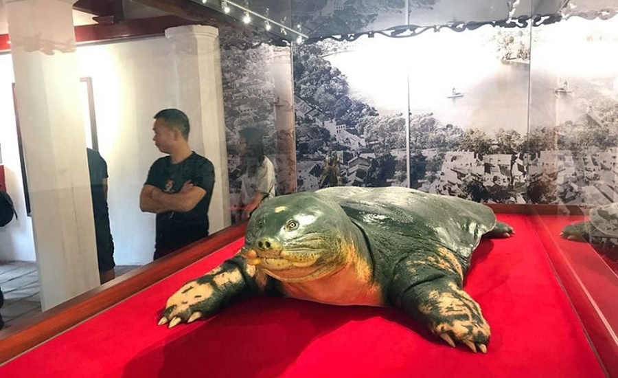 Hoan Kiem Turtle