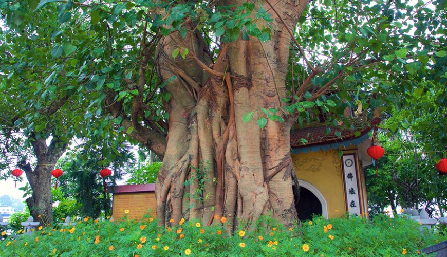 Tran Quoc Pagoda