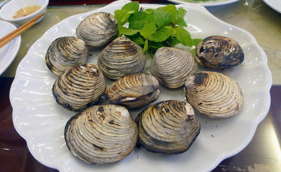 Austriella corrugata