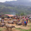 Bac Ha Market