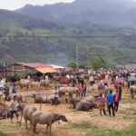 Bac Ha buffalo market