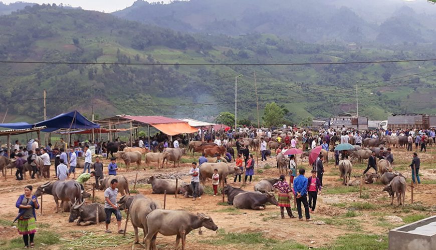 Bac Ha buffalo market