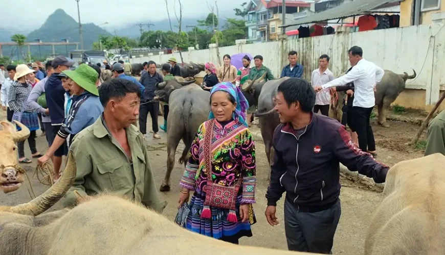 Bac Ha buffalo market
