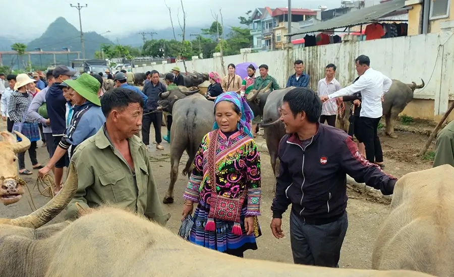 Bac Ha buffalo market