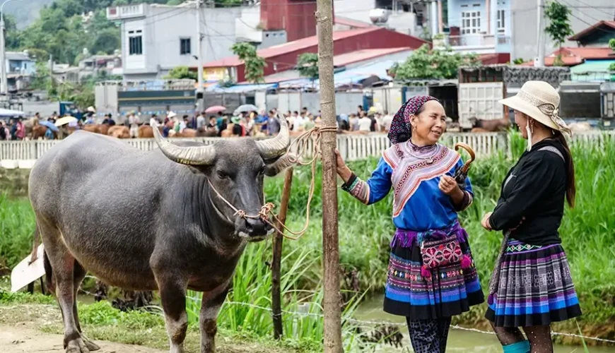 Bac Ha buffalo market