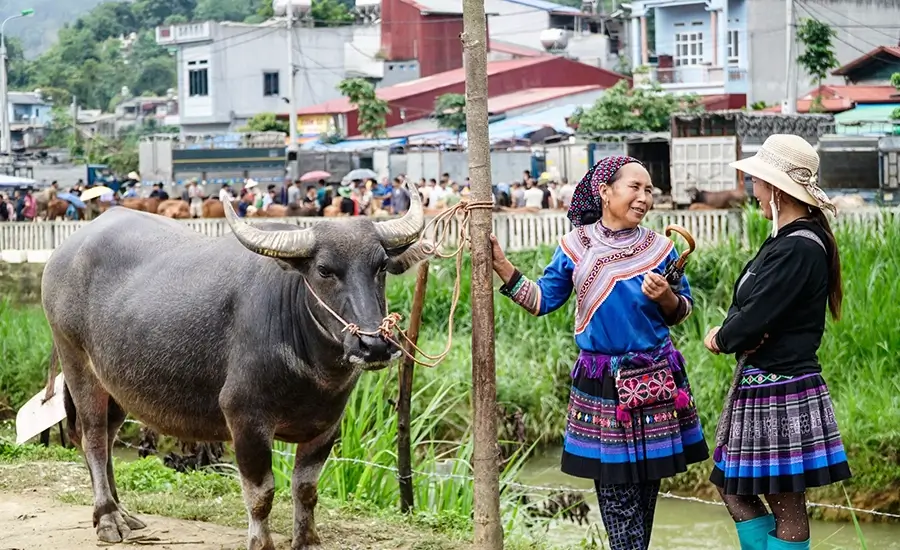 Bac Ha buffalo market