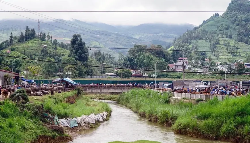 Bac Ha buffalo market