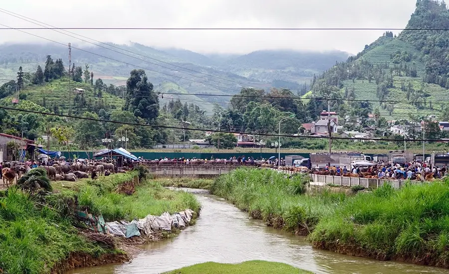 Bac Ha buffalo market