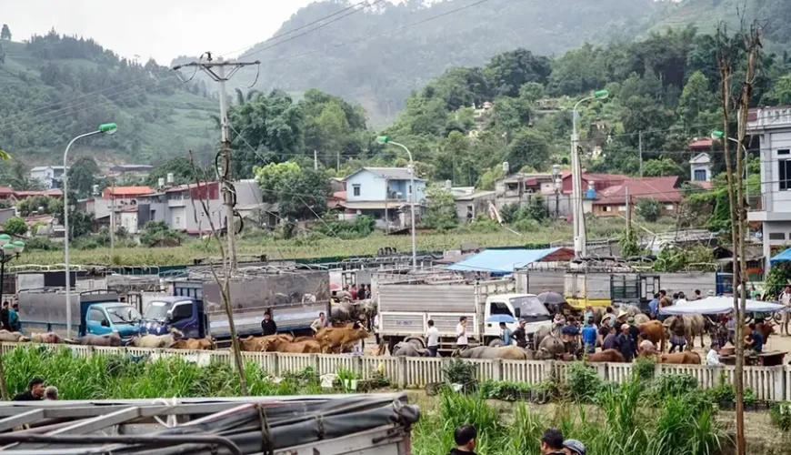 Bac Ha buffalo market