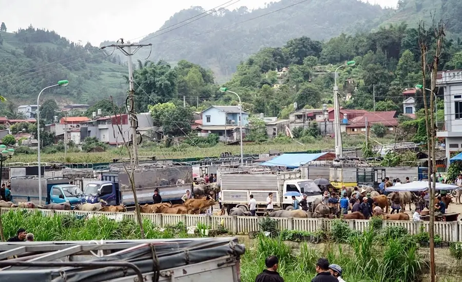 Bac Ha buffalo market