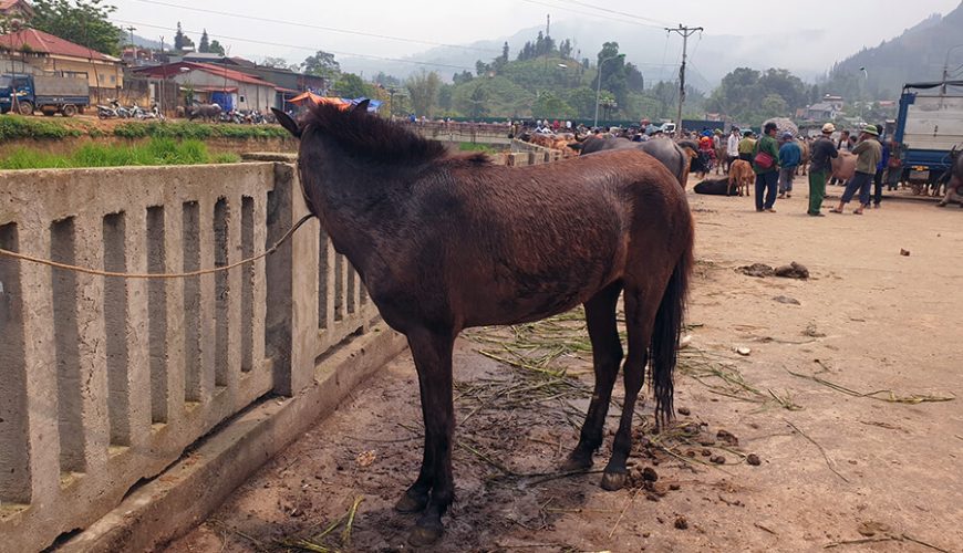 Bac Ha buffalo market