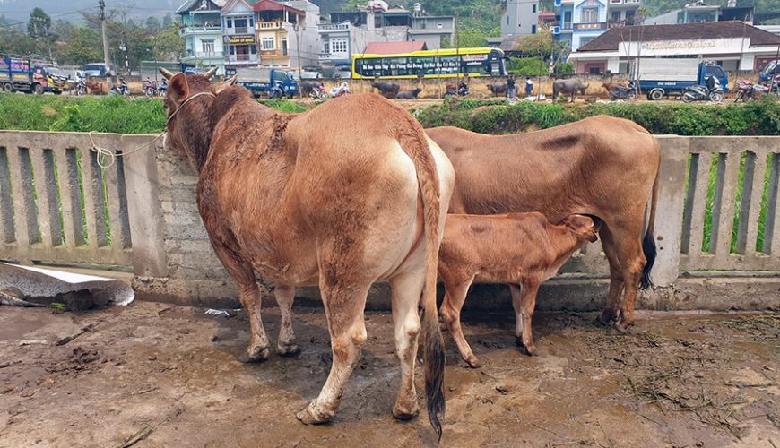Bac Ha buffalo market