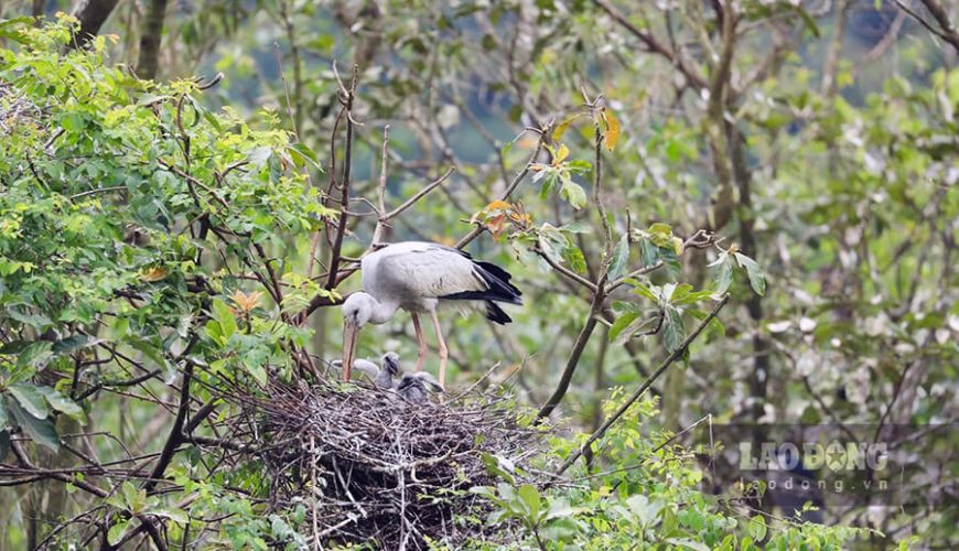 Thung Nham bird garden