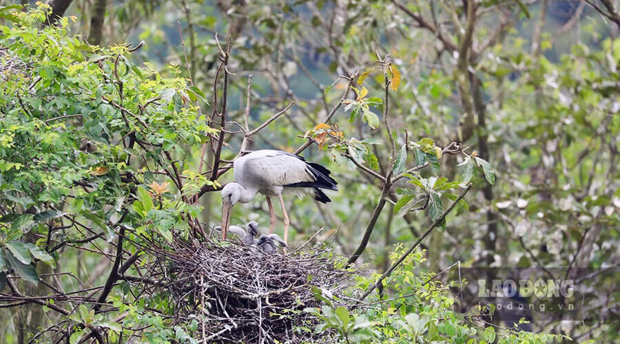 Thung Nham bird garden