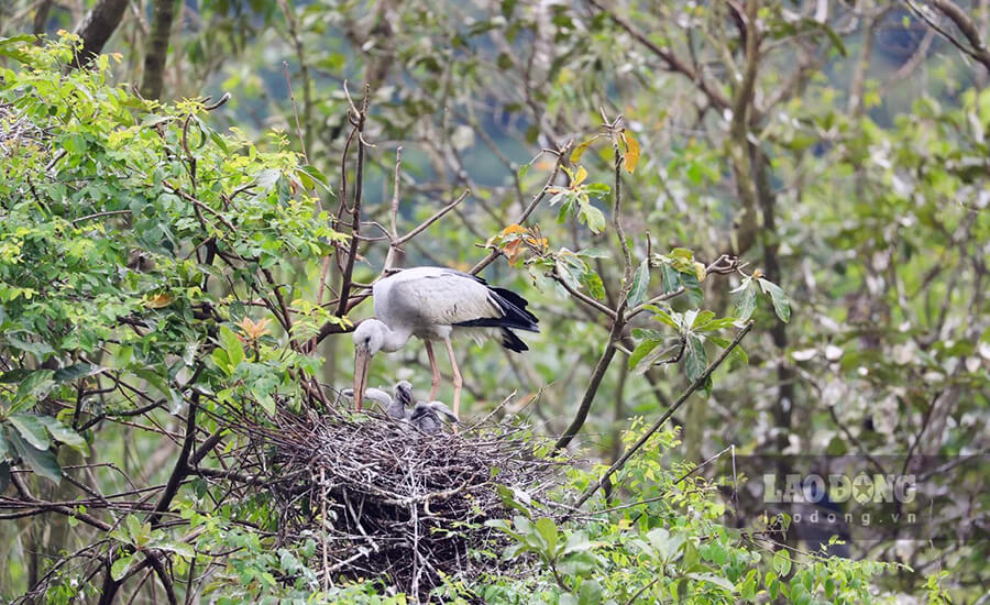 Thung Nham bird garden