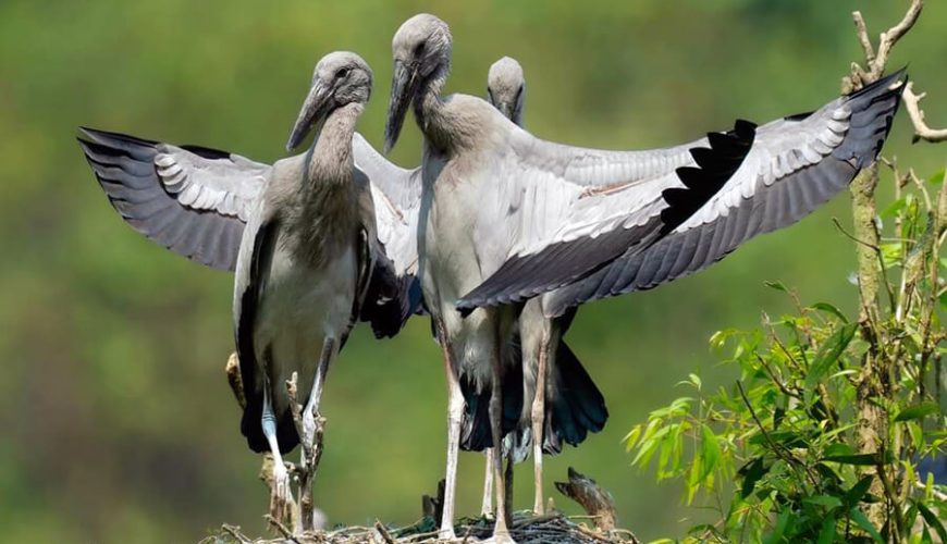 Asian openbill stork