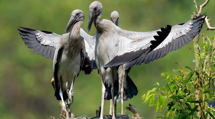 Asian openbill stork