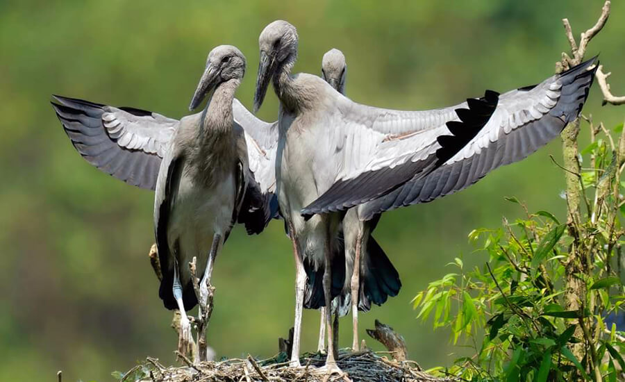 Asian openbill stork