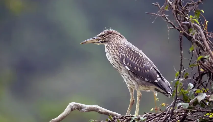 Thung Nham bird garden