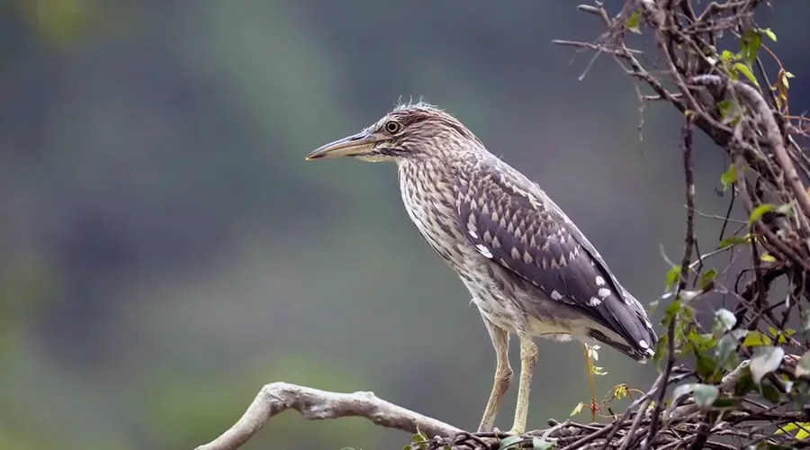 Thung Nham bird garden