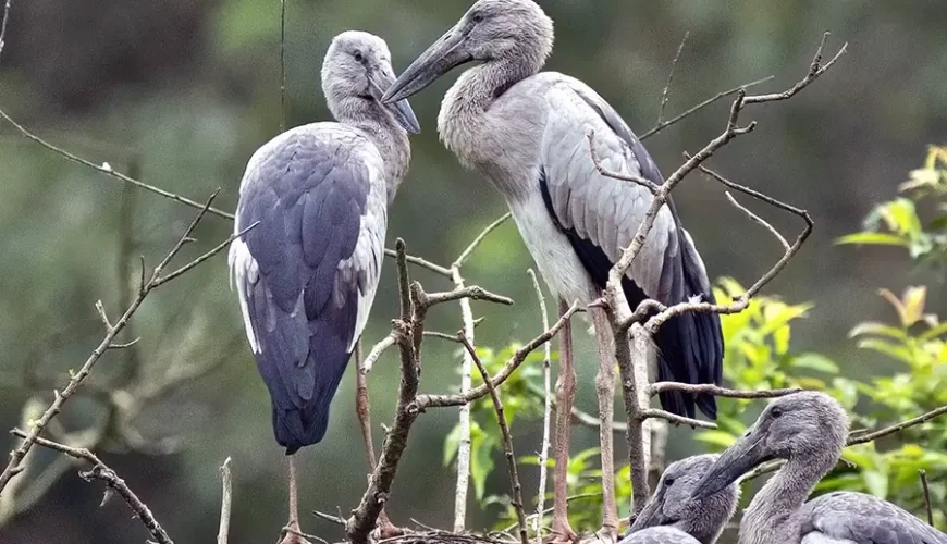 Thung Nham Bird Garden