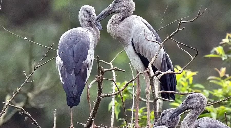 Thung Nham Bird Garden