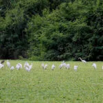 Thung Nham Bird Garden