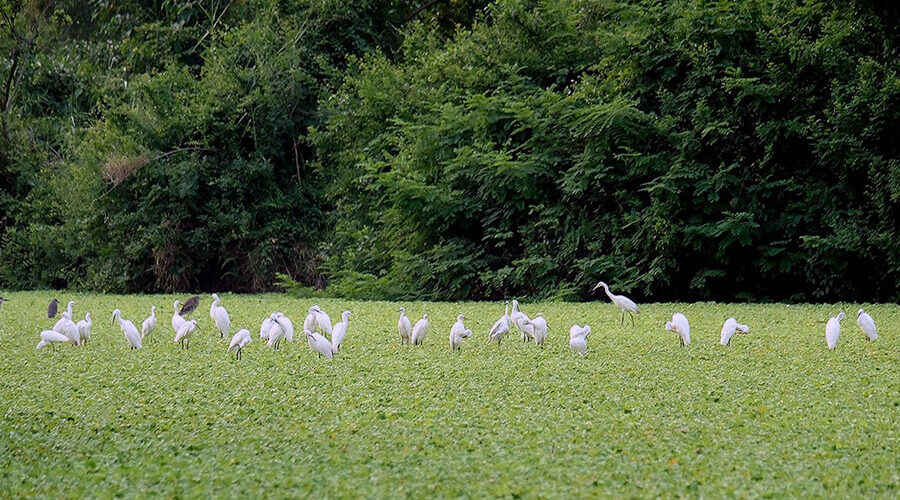 Thung Nham Bird Garden