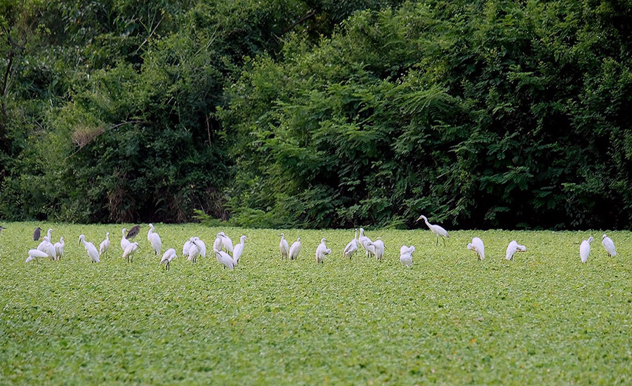 Thung Nham Bird Garden
