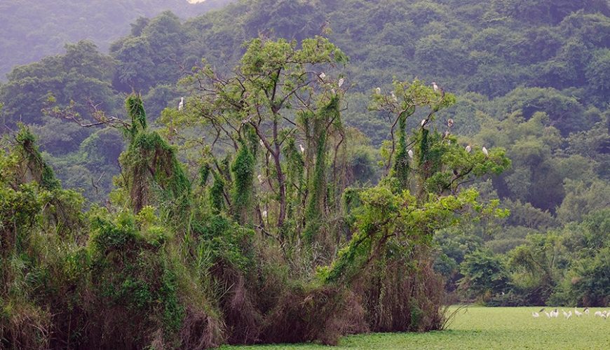 Thung Nham Bird Garden
