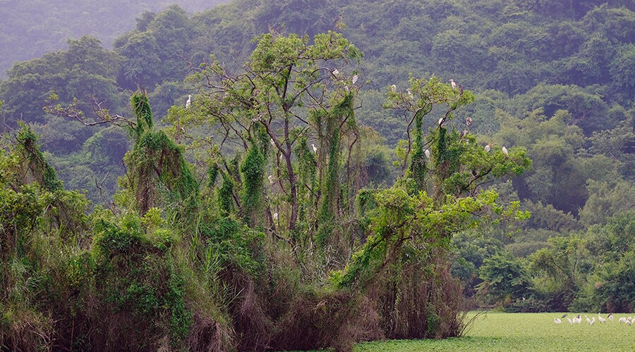 Thung Nham Bird Garden