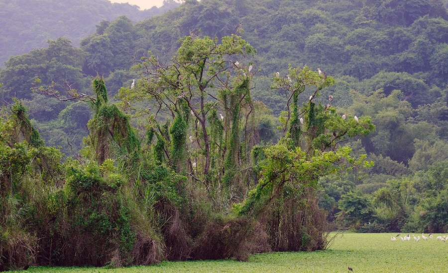 Thung Nham Bird Garden