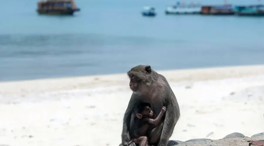 Monkey Island, Cat Ba