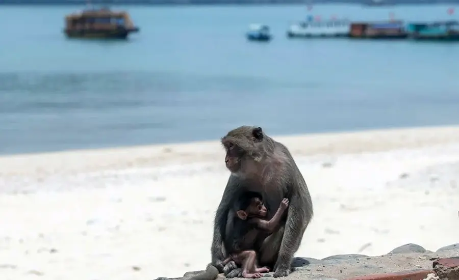Monkey Island, Cat Ba