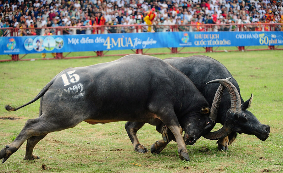 buffalo-fighting festival in Hai Phong
