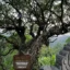 Ancient trees in Hoa Yen Pagoda