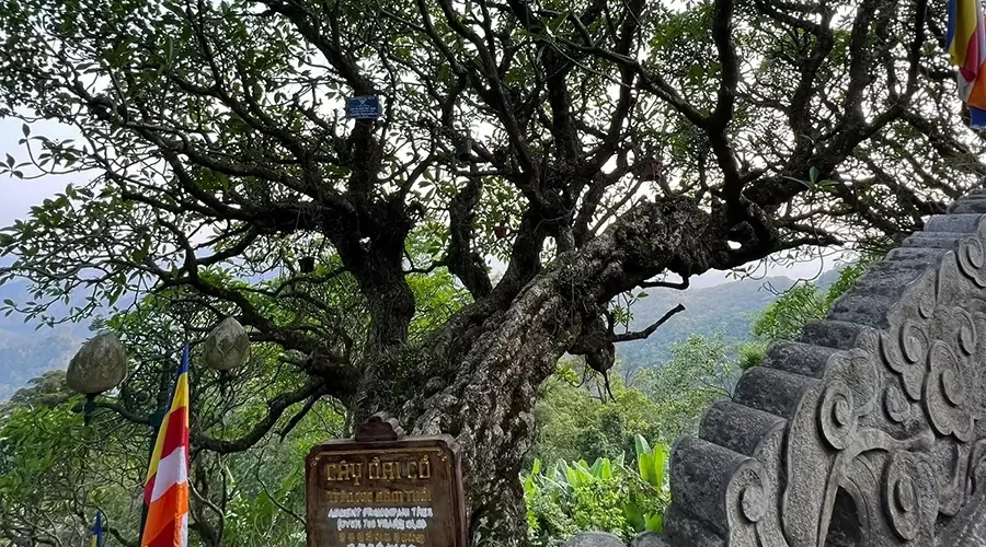 Ancient trees in Hoa Yen Pagoda