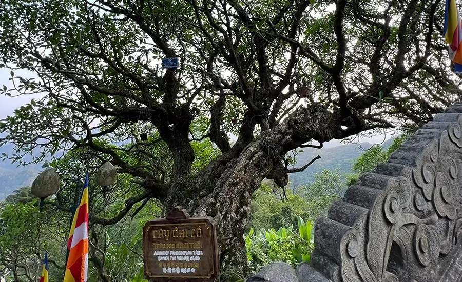 Ancient trees in Hoa Yen Pagoda