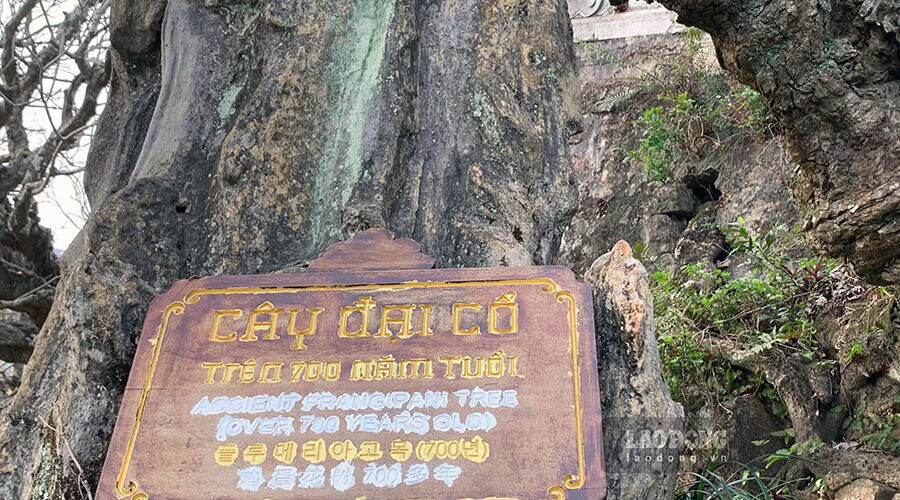 old tree in Hoa Yen Pagoda