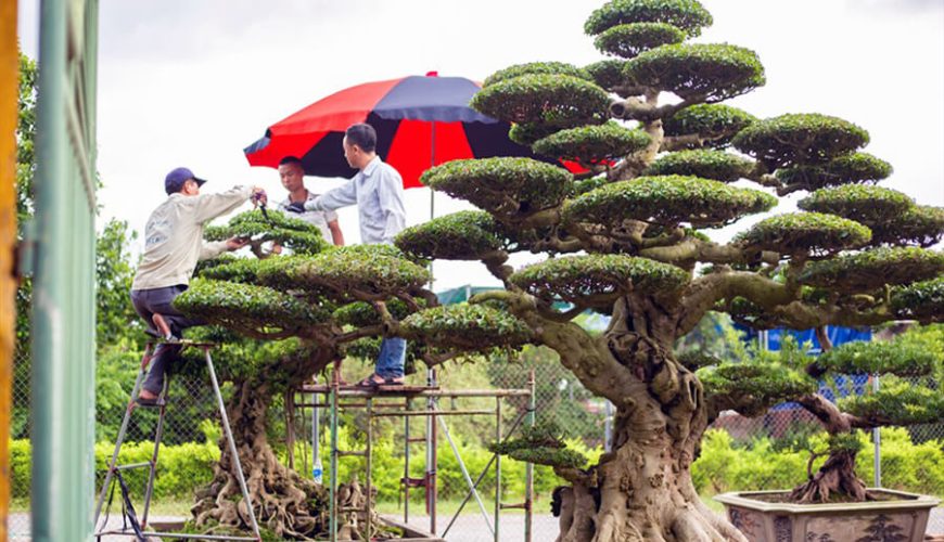 Vi Khe Ornamental Plant Village