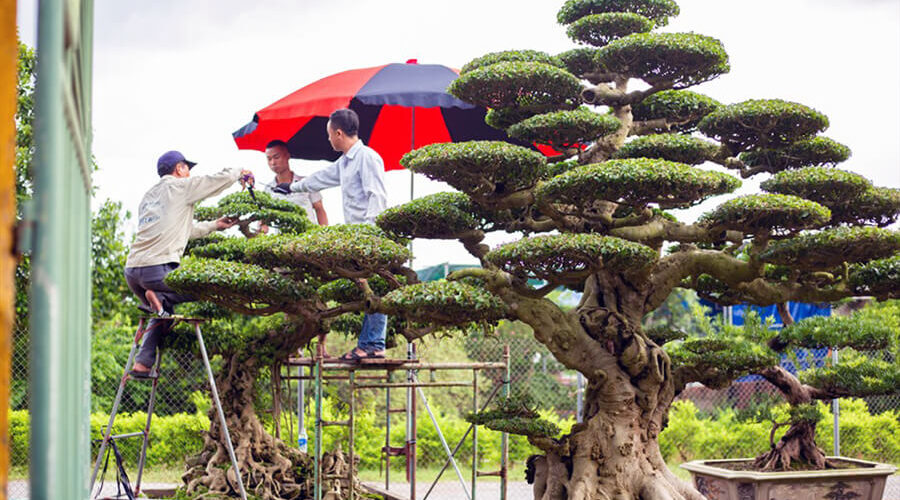 Vi Khe Ornamental Plant Village