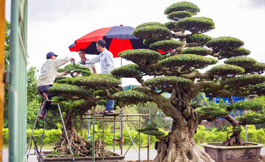 Vi Khe Ornamental Plant Village