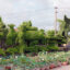 Vi Khe Ornamental Plant Village