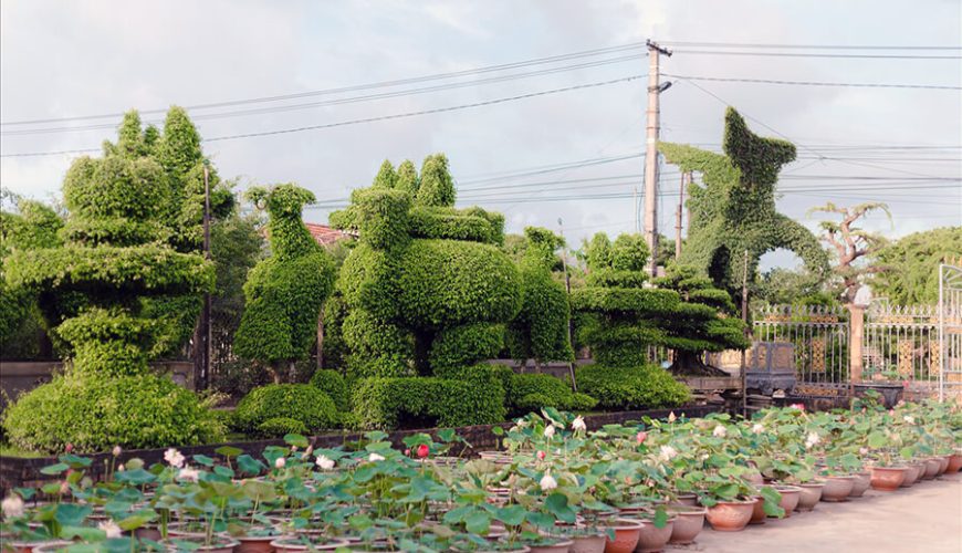 Vi Khe Ornamental Plant Village
