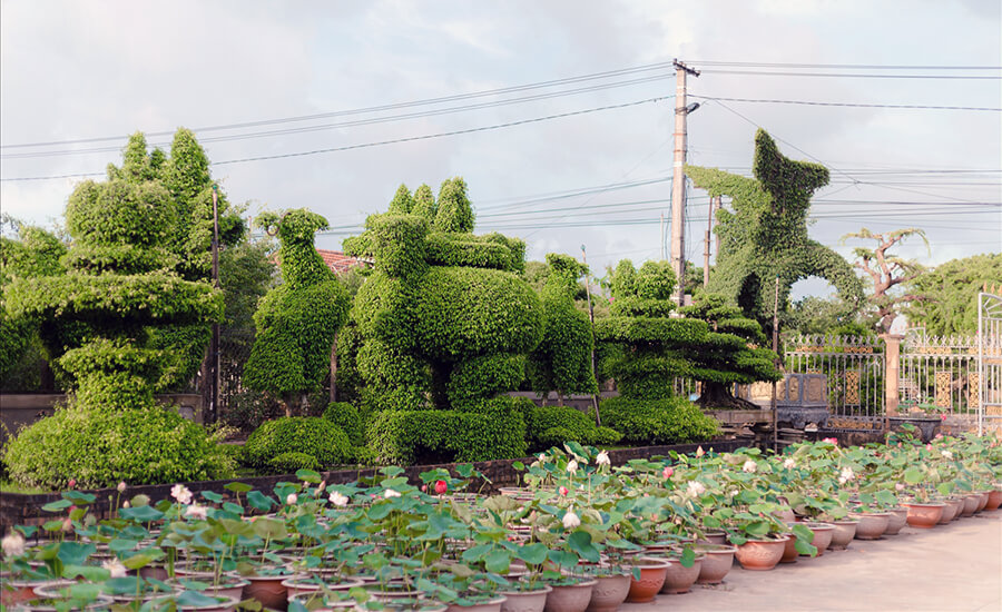 Vi Khe Ornamental Plant Village